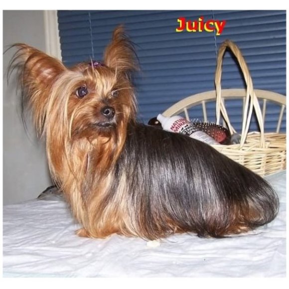 Meet your Posher, Sissie - Picture 4 of 14